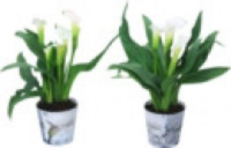 Helleborus- Christrose 4.99&nbsp;&euro;