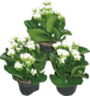 Kalanchoe 2.49 €