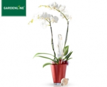 GARDENLINE&reg;Orchidee im Glastopf 9.99&nbsp;&euro;