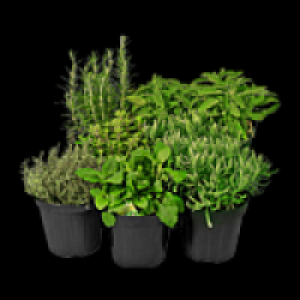 Freilandkr&auml;uter 1.49&nbsp;&euro;