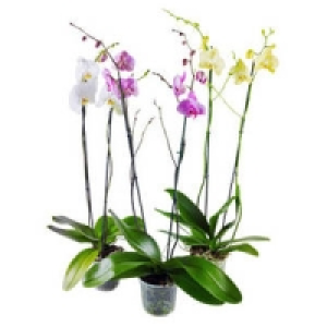 Phalaenopsis, 2 Risper 8.99&nbsp;&euro;
