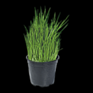 Topfkräuter 0.99 €