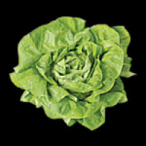 Kopfsalat