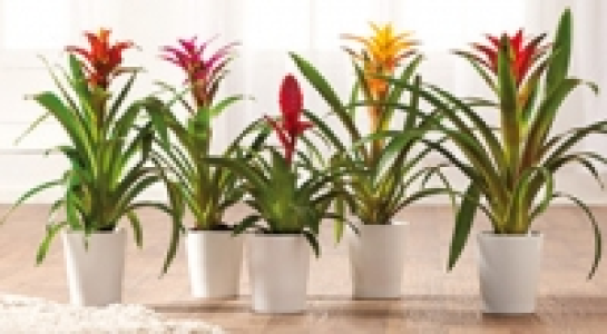 Bromelien 3.99&nbsp;&euro;