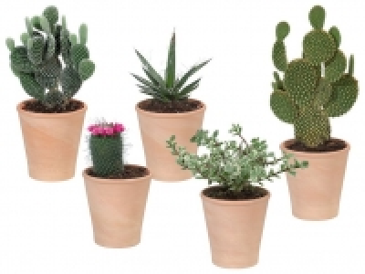 Kaktus/Sukkulente 2.29&nbsp;&euro;