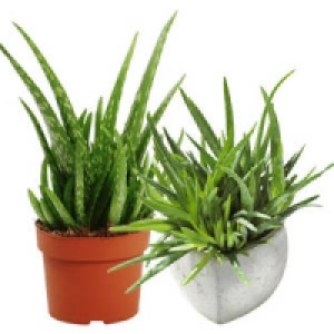 Aloe Vera, ohne oder mit Keramiktopf