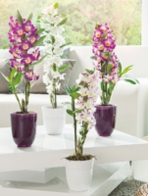 Dendrobium nobile 6.99 €