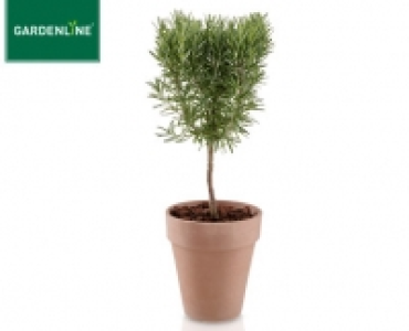 GARDENLINE®Gewürzstämmchen im Terrakottaübertopf