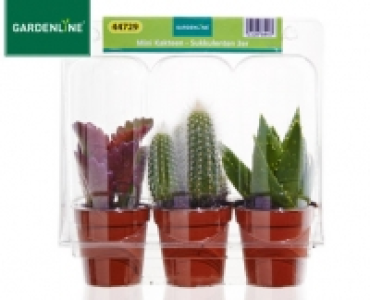 GARDENLINE®Mini-Kakteen-Sukkulenten