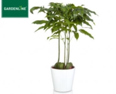 GARDENLINE®Grünpflanze im Übertopf