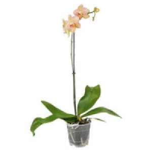 Orchideen 5.55 €