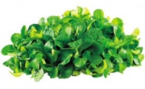Feldsalat 0.69 €