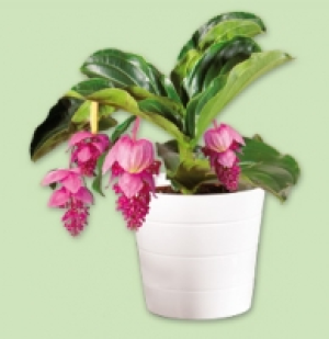Medinilla magnifica 8.99 €