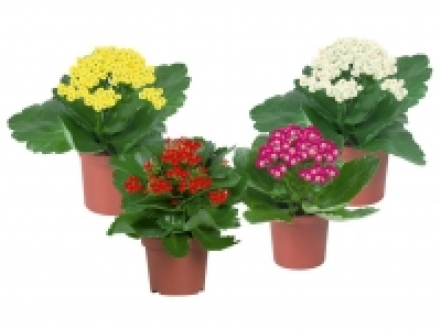 Kalanchoe 0.99 €