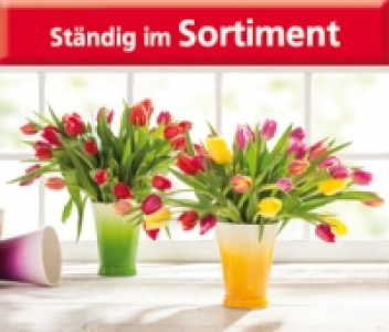 Tulpenstrauß 1.99 €