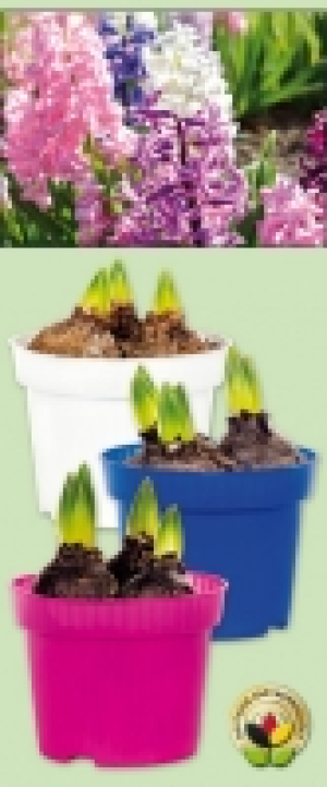 Hyazinthen 1.49&nbsp;&euro;