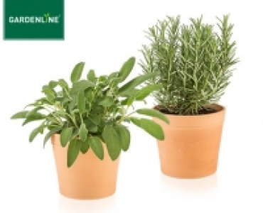 GARDENLINE®Gewürzkräuter im Terrakottatopf
