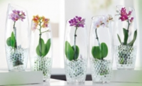 Mini-Phalaenopsis 6.99 €