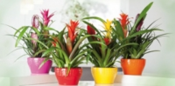 Bromelien 8.99&nbsp;&euro;