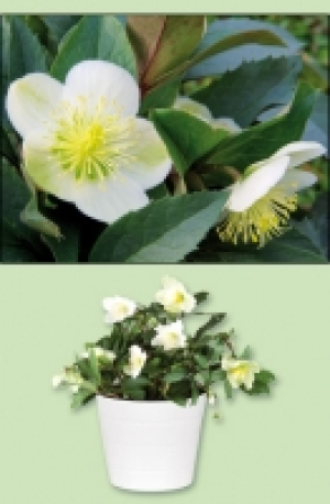 Schneerose 3.99&nbsp;&euro;