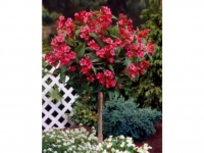 Weigelia Bristol Ruby® als Kugel-Stämmchen gezogen, rot blühend 12.99 €
