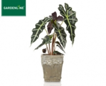 GARDENLINE®Pflanzen-Mix in Trendkeramik