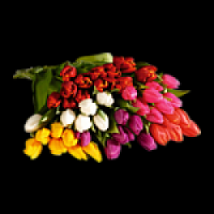 Tulpenstrauß 1.79 €