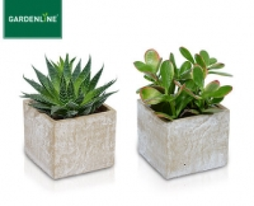 GARDENLINE®Kaktee oder Sukkulente 1.99 €