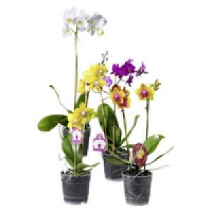 Orchideen 3.99 €