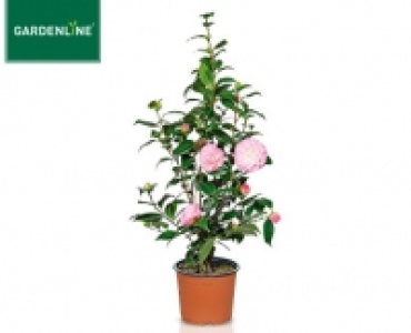 GARDENLINE®Kamelie 9.99 €