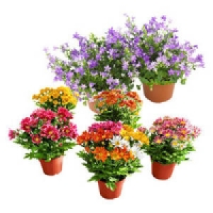 Bl&uuml;hpflanzen-Mix 2.99&nbsp;&euro;