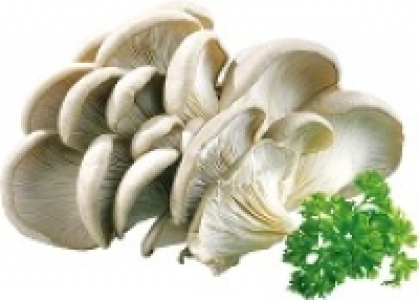 Austernpilze 0.79 €