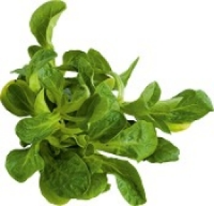 Feldsalat 1.79 €