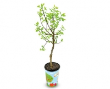 Mini-Obstbaum