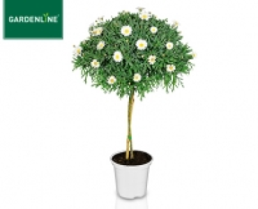 GARDENLINE®Margeritenstämmchen