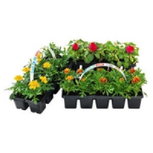 Beetpflanzen 1.99 €