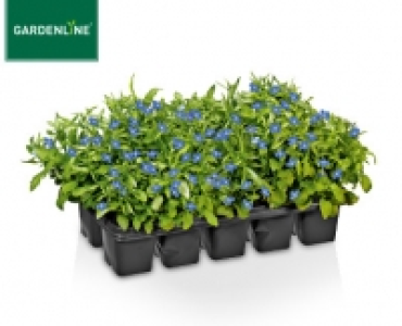 GARDENLINE®Beetpflanzen, 10er-Tray