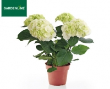 GARDENLINE®Hortensien-Busch