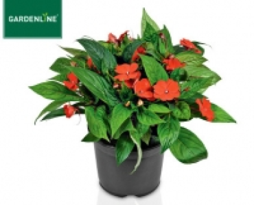 GARDENLINE®Impatiens-Busch