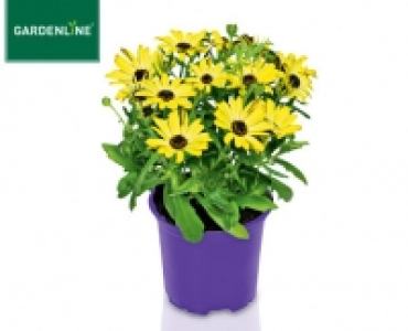 GARDENLINE®Margerite von Bornholm