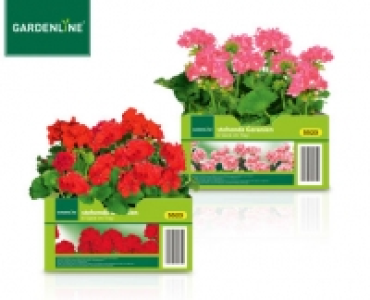 GARDENLINE®Beet- und Balkonpflanzen, 6er-Tray