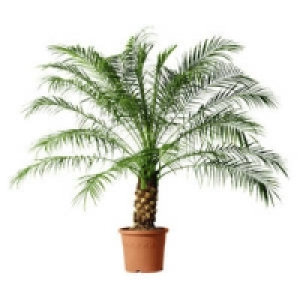 Ph&ouml;nix canariensis 11.11&nbsp;&euro;