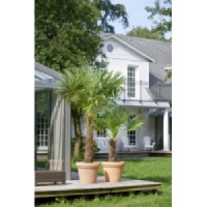 Hanfpalmen (Trachycarpus fortuneii)