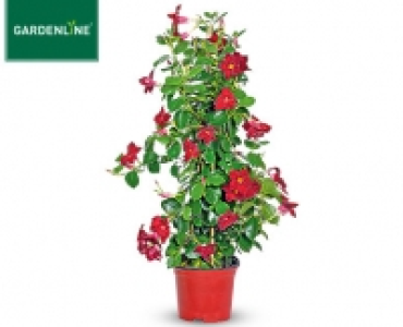 GARDENLINE®Dipladenia 8.59 €