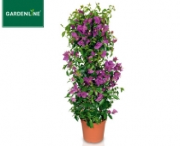 GARDENLINE&reg;Balkon- und Terrassen-Pflanze