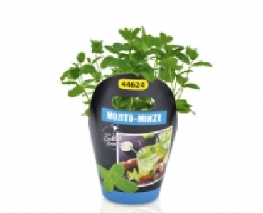 Kr&auml;uter-Sortiment