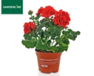 GARDENLINE&reg;Solit&auml;r-Geranie, stehend