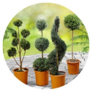 Formgeh&ouml;lze 29.99&nbsp;&euro;