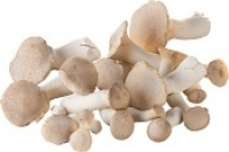 Kruterseitlinge 1.79 €