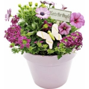 Bepflanzte Sommer Arrangements